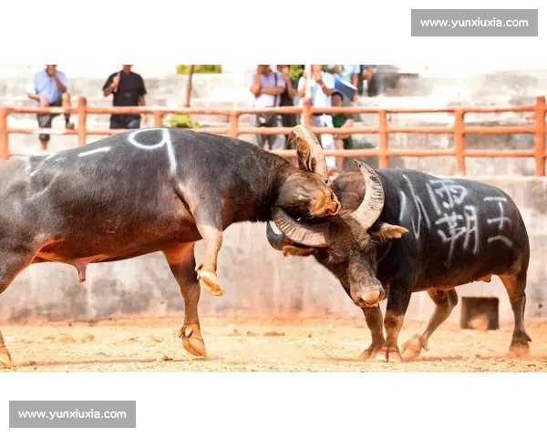 中国传统斗牛赛事的复兴与文化传承探索:历史、规则与现代化发展的融合